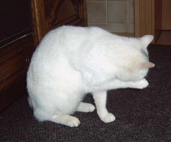 IMG00016.jpg