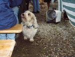 tierhilfe003.jpg