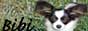 Papillonfreunde Bibi und Gemse