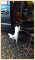 IMG_20171030_150608315.jpg
