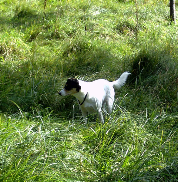 Bild019.jpg