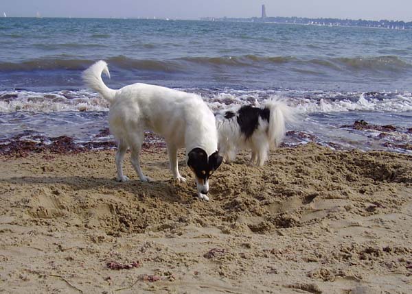 Strand003.jpg