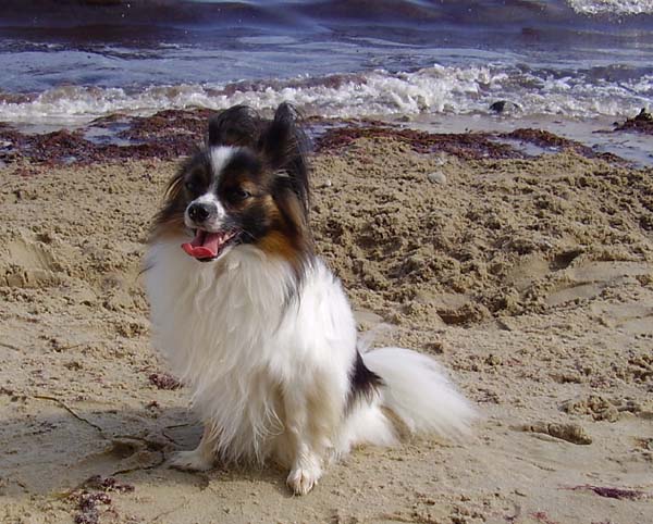 Strand004.jpg