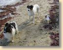 Strand021.jpg