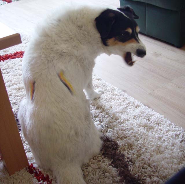 DSC02684.jpg