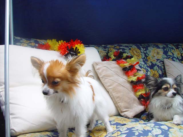 DSC02726.jpg