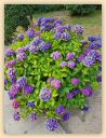 IMG-20180803-WA0036.jpg