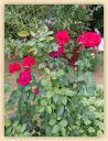 IMG-20180803-WA0037.jpg