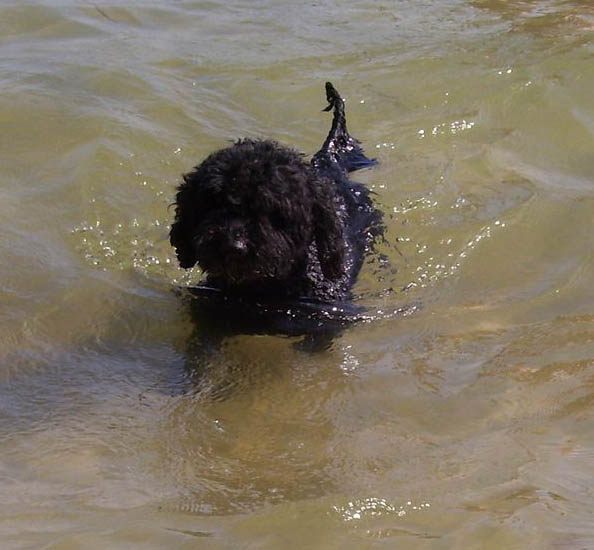Und_ich_kann_doch_schwimmen.jpg