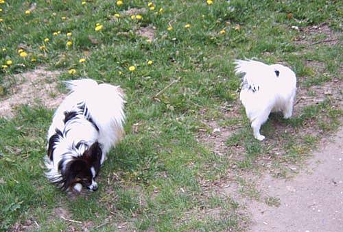 Kruemel016.jpg