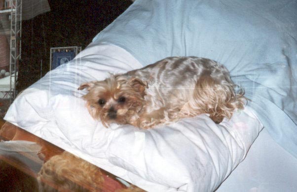 loulou1.jpg