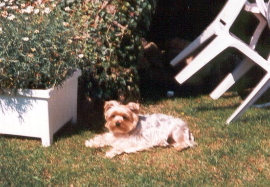 loulou2.jpg