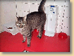 Funky2.gif