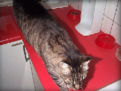Funky5.gif