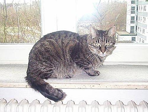 Funky_Weihnachten2.jpg