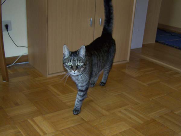 040509_Katzen004.jpg