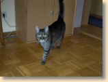 040509_Katzen004.jpg