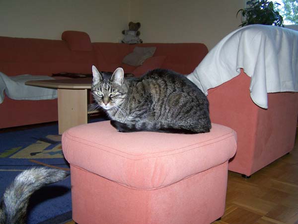 040509_Katzen029.jpg