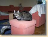 040509_Katzen029.jpg