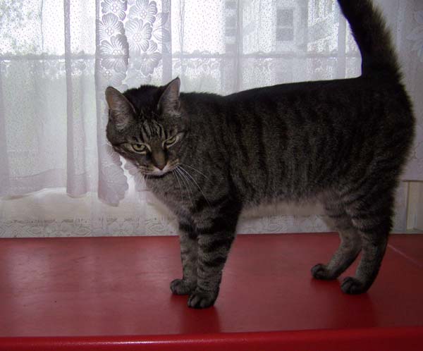 040509_Katzen037.jpg