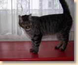 040509_Katzen037.jpg