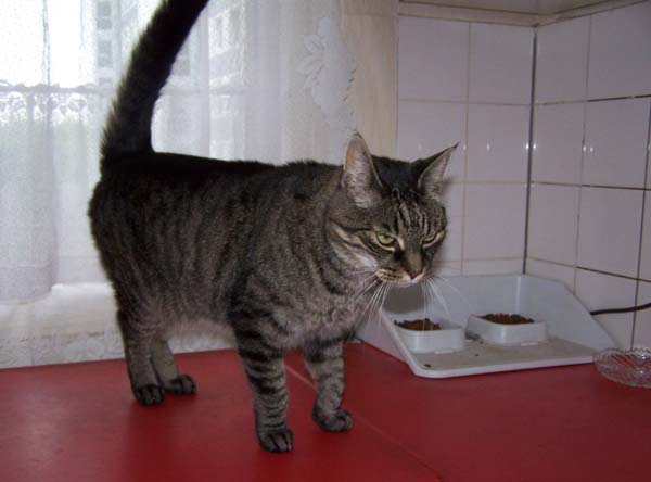 040509_Katzen038.jpg