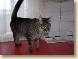 040509_Katzen038.jpg