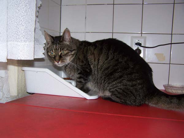 040509_Katzen043.jpg