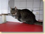 040509_Katzen043.jpg