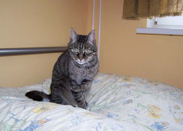 040509_Katzen048.jpg