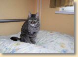 040509_Katzen048.jpg