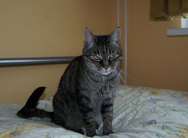 040509_Katzen050.jpg