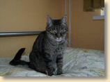 040509_Katzen050.jpg