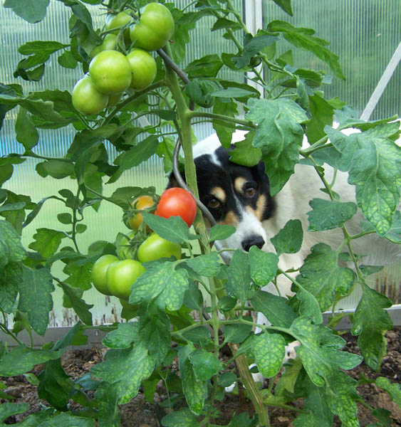 BonnieTomate140709_008.jpg