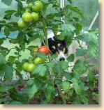 BonnieTomate140709_008.jpg