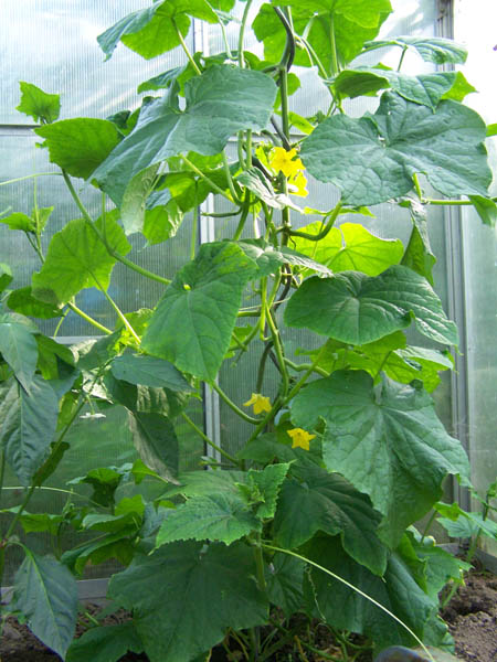 Garten140709_005.jpg