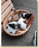 IMG-20170520-WA0011.jpg