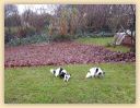 IMG_20171203_115717267.jpg