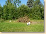 Harz19_210609_024.jpg