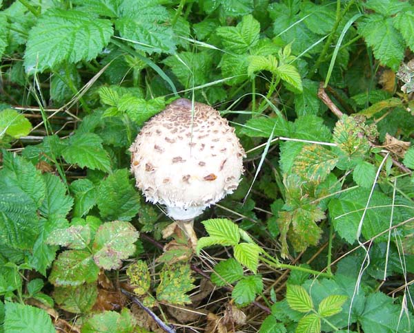 Harz19_210609_098.jpg