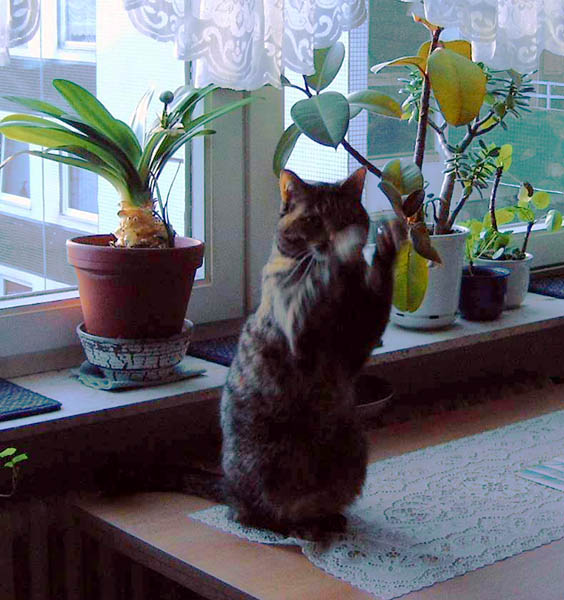 Jan06_003.jpg