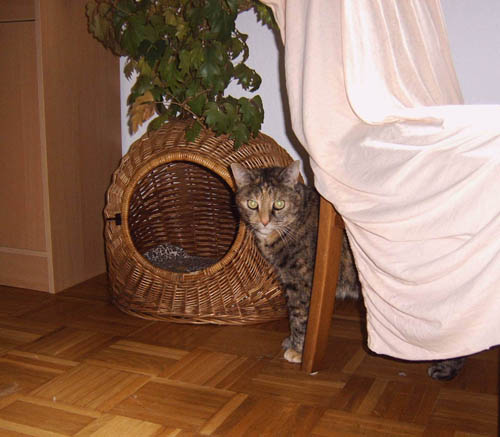 lisa3.jpg