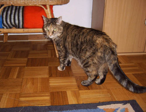 lisa4.jpg