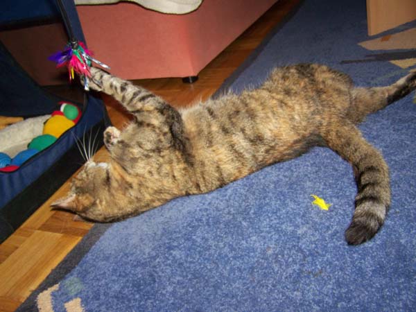 040509_Katzen019.jpg