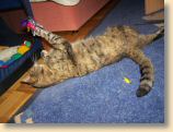 040509_Katzen019.jpg