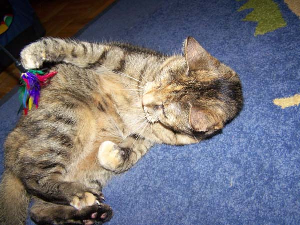 040509_Katzen020.jpg