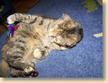 040509_Katzen020.jpg