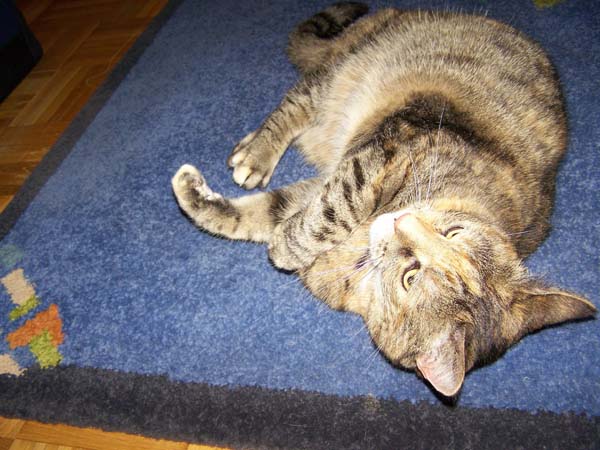 040509_Katzen021.jpg