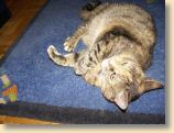 040509_Katzen021.jpg