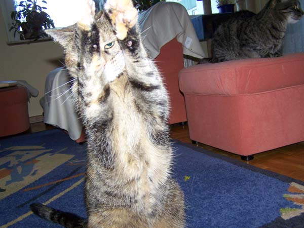 040509_Katzen025.jpg